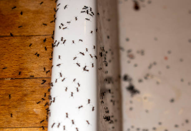 Best Cockroach Control Services  in River Park, FL