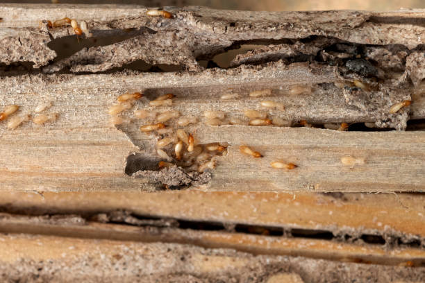 Best Affordable Pest Control Services  in River Park, FL